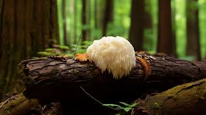 Spennende medisinsk matsopp - Lion's mane
