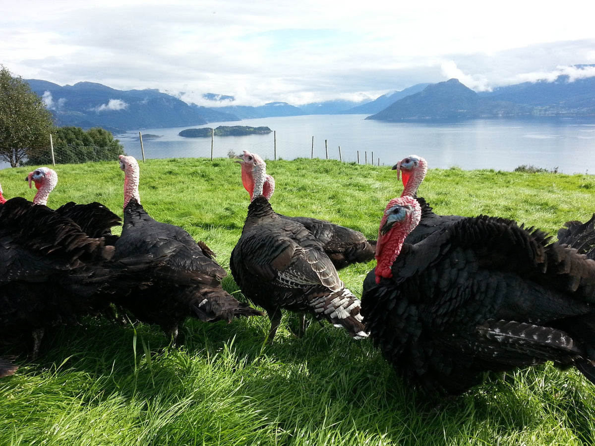 Black Turkey-kalkuner på beite ved fjorden