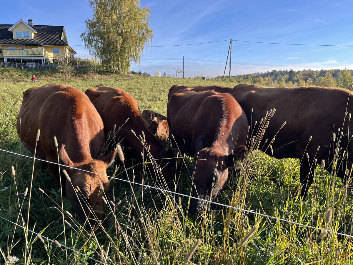Storfe beiter i høyt gress foran våningshuset på Evig grønne enger