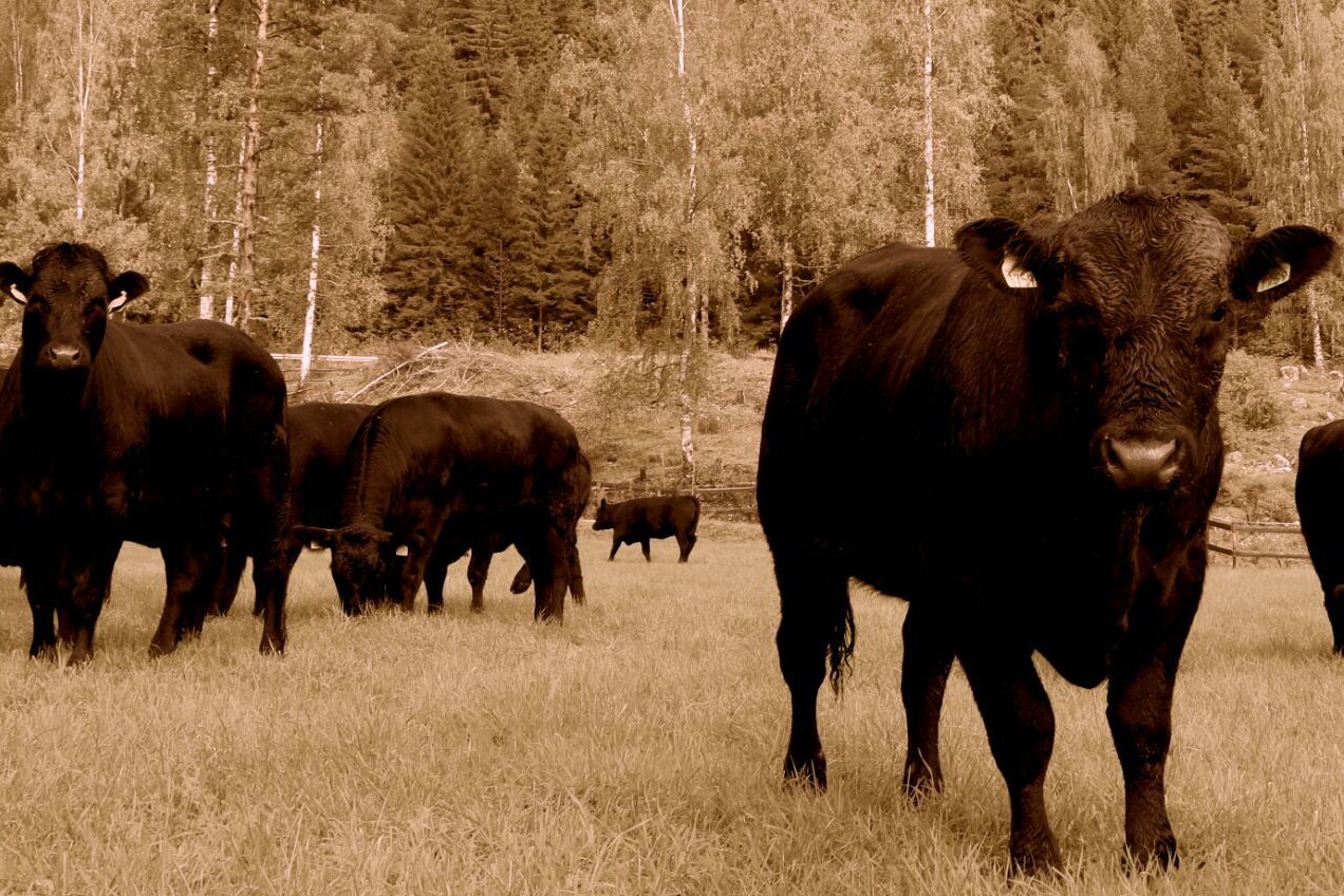 Aberdeen Angus på beite ved skogkanten på Piltingsrud gard
