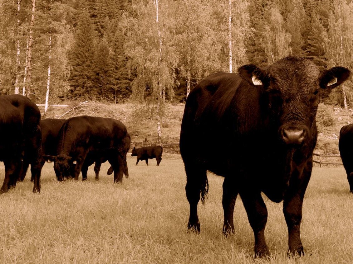 Aberdeen Angus på beite ved skogkanten på Piltingsrud gard